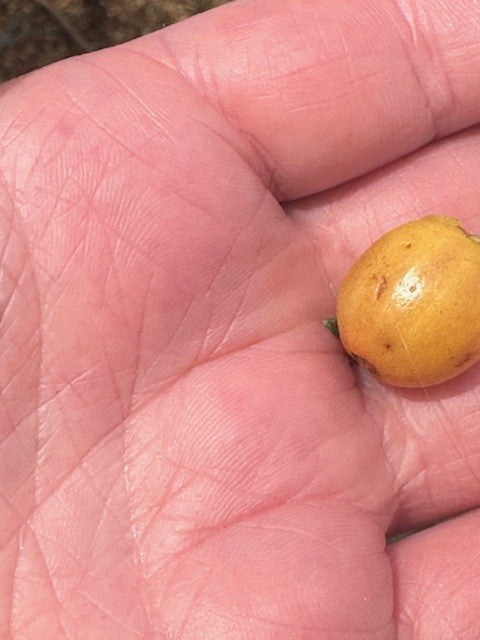 MICROLOT BOURBON AMARILLO by Wilton Benitez